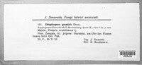 Lidophia graminis image